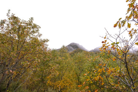 Native forest mass in the mountains of Serra do Courel, Galicia, Spain. Autumn landscapeの写真素材