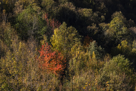 Autumnal colours in the native forests of Serra do Courel, Galia, Spainの写真素材
