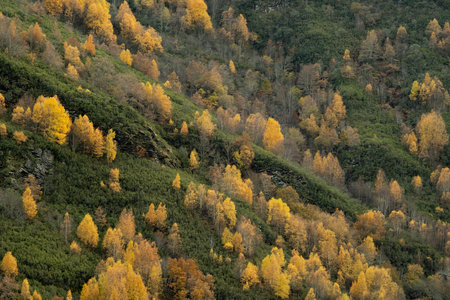 Autumn colours in the mountain with white birch trees (Betula alba) on autumnal yellow foliageの写真素材
