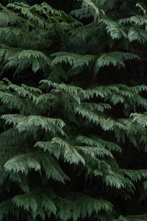 Lawson cypress (Chamaecyparis lawsoniana) evergreen foliageの写真素材