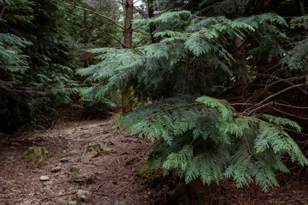 Lawson cypress (Chamaecyparis lawsoniana) evergreen foliageの写真素材