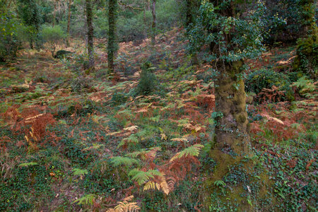 Deciduous woodland in autumnal Mata da Albergaria, temperate broadleaf and mixed forest in Peneda-GerÃªs National Park, Portugalの写真素材