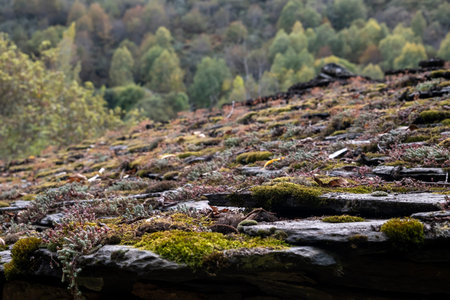 Old traditonal slate roof covered by moss and other plants in Serra do Courel, Lugo, Spain
