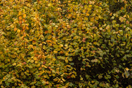 Common hazel (Corylus avellana) autumnal foliageの写真素材