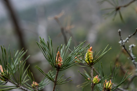 Scots pine (Pinus sylvestris) young seed cones and green leavesの写真素材