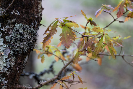 Sessile oak (Quercus petraea) new springtime foliageの写真素材