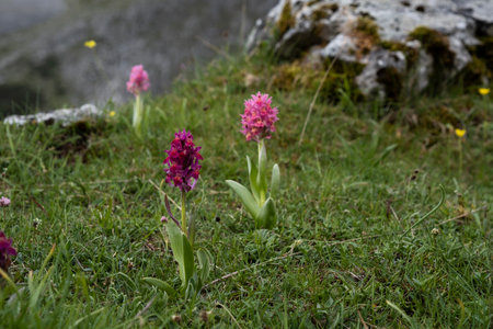 Elder-flowered orchid (Dactylorhiza sambucina) deep pink flowers blooming in springの写真素材