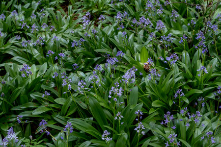 Pyrenean squill ( Scilla lilio-hyacinthus) purple flowersの写真素材