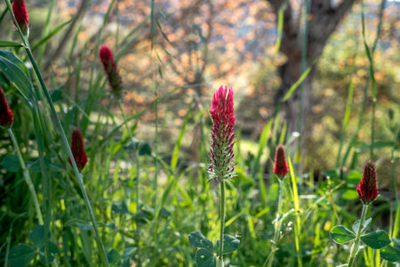 Crimson clover (Trifolium incarnatum) red flowerの写真素材