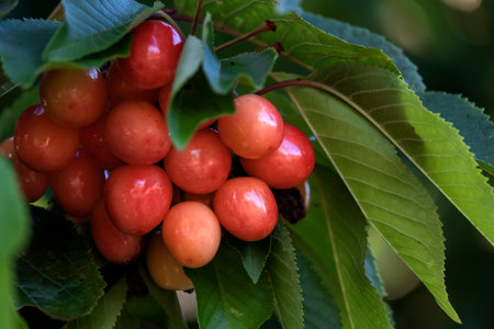 Fresh and sweet cherries ripening in the cherry tree (Prunus avium), selective focusの写真素材