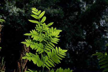 Royal fern (Osmunda regalis) fresh green frondsの写真素材
