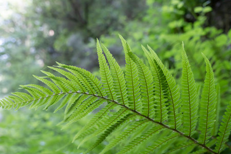 Male fern (Dryopteris filix-mas) fresh green fronds with sori on leaf undersideの写真素材