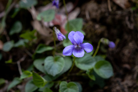 Common dog violet (Viola riviniana) purple wildflower bloomingの写真素材
