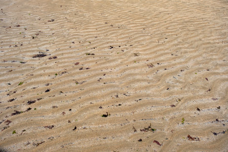 Wavy patterns of sand ripples and small seaweeds washed up in the beachの写真素材
