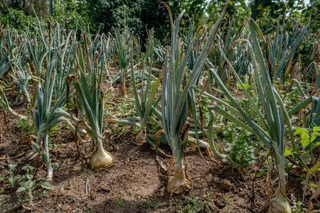 Homegrown bulb onion (Allium cepa) plantsの写真素材
