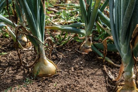 Homegrown bulb onion (Allium cepa) plantsの写真素材