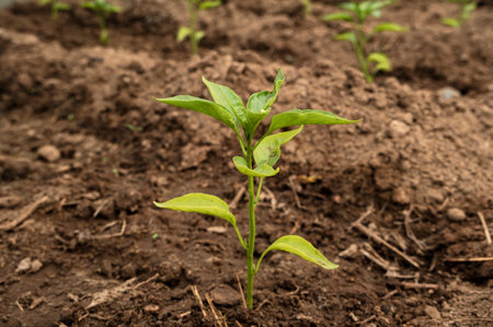 Young pepper (Capsicum annuum) seedling transplanted in the hotsouse ground after sproutingの写真素材