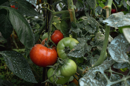 Tomato plant (Solanum lycopersicum) with red and green fruits and blue stains of copper sulphateの写真素材