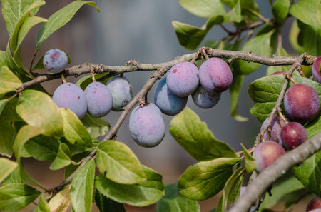 European plum tree (Prunus domestica subsp. domestica) ripening fruitsの写真素材