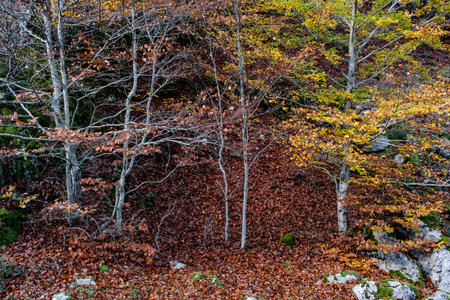 Common beech (Fagus sylvatica) trees with autumn colours in temperate broadleaf forest. Hayedo de Argovejo, LeÃ³n, Spainの写真素材