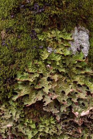 Peltigera canina, dog lichens growing on the green forest mossの写真素材
