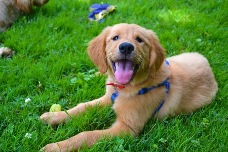 Golden Retriever Puppy Lying Down at the Parkの写真素材