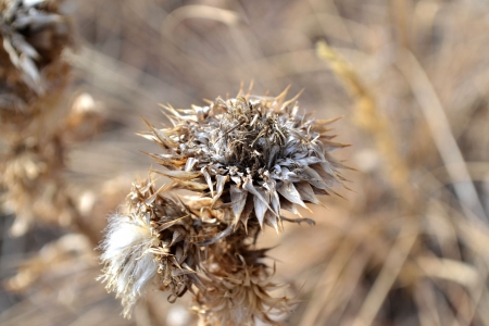 Plants in winterの写真素材