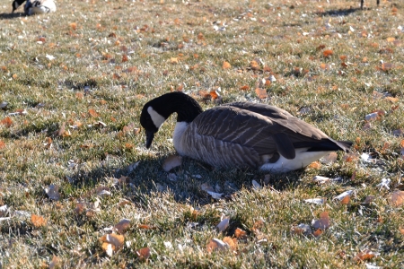 Gooseの写真素材