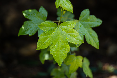Water Droplets on Leafのeditorial素材