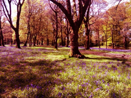 A walk in spring の素材