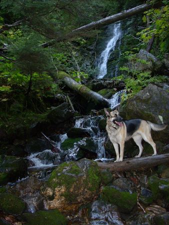 German Shepard dog at Waterfallの写真素材
