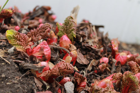 Rhubarb emerging nature scenic