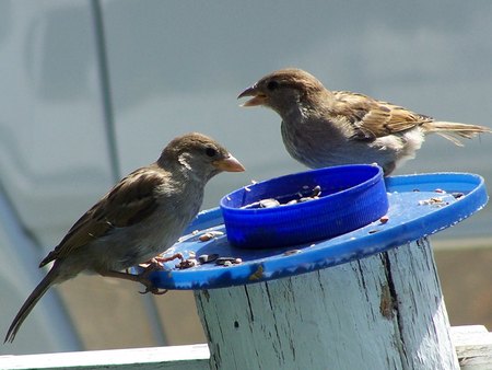 Female house sparrows sharing foodの写真素材