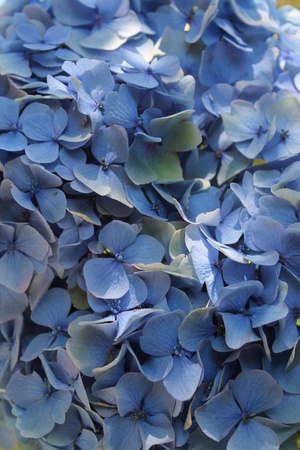 Blue petals - backgroundの写真素材