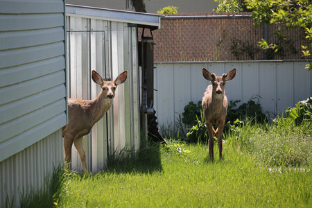 Two yearling deers in the back yard