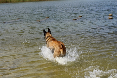 Malinois dog in the waterの写真素材