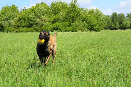 Belgian shepherd dog who brings the ballの写真素材