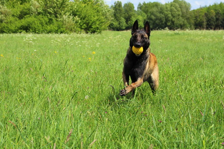 Belgian shepherd dog playing with a ballの写真素材