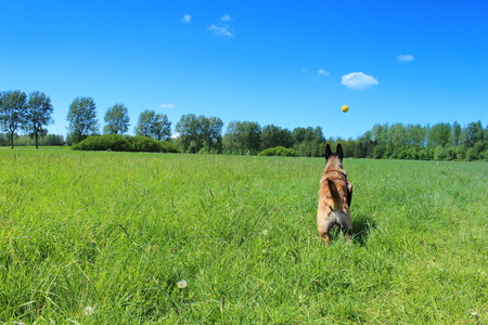 Belgian Shepherd Dog Malinois runs to catch her ballの写真素材