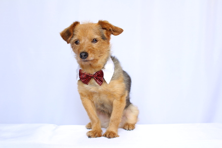 Seated dog dressed in a tieの写真素材