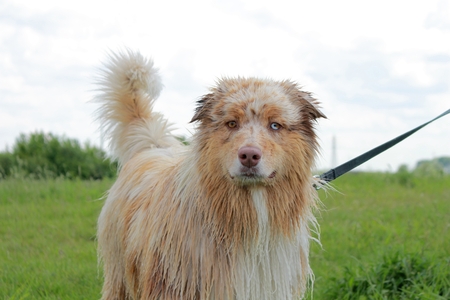 Australian shepherd dog standing in standby orderの写真素材