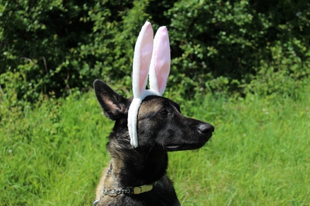 Belgian Shepherd Dog Malinois wearing rabbit earsの写真素材