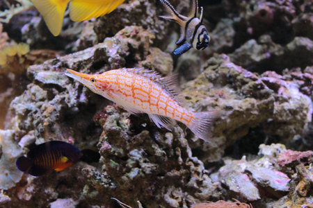 Colored seabed fish in aquarium