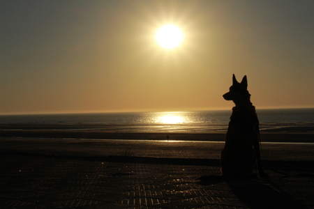 Dog and his teacher watching the sunset on the beachの写真素材
