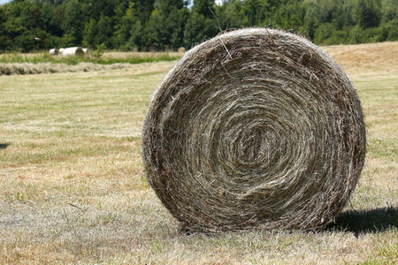 Large rolls of hay in the middle of fields at dryingの写真素材