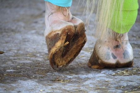 The hooves of the white horse and bandages on the hind legsの写真素材