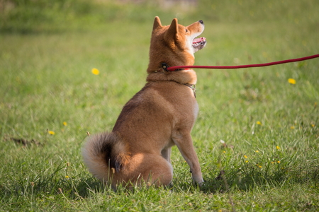 a shiba inu dog sits and waits for an order from his masterの写真素材