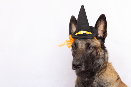 Belgian Shepherd Malinois dressed in a sharp hat and an orange flower for the halloween party with the straight earsの写真素材