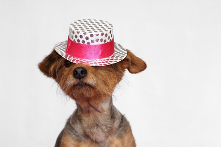 small dog wearing a white and pink hat that falls on his eyesの写真素材