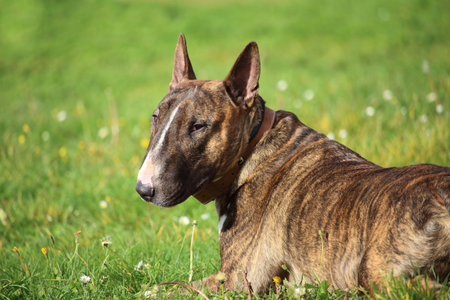 brown bull terrier dog lying in the grass and looking towardsの写真素材